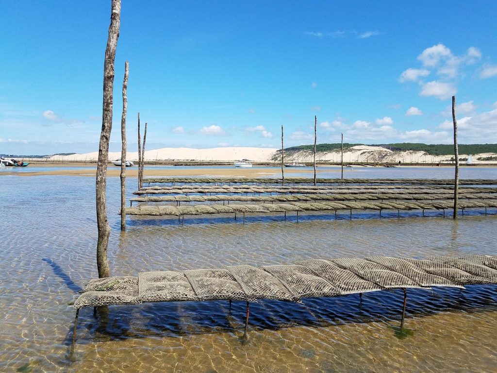 Parcs à huitres au banc d'arguin